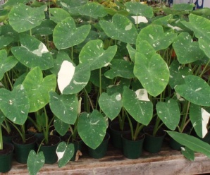 พืชวงศ์บอน ARACEAE วงศ์ของบอน พืชที่ใบเป็นไม้ประดับและรับประทานได้