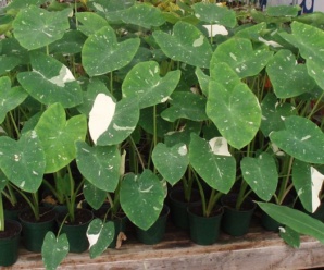 บอน วงศ์ของบอน ARACEAE พืชที่ใบเป็นไม้ประดับและรับประทานได้