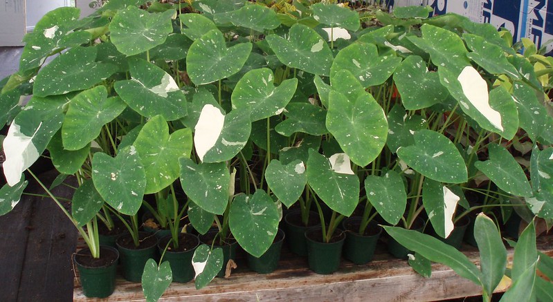 วงศ์บอน ARACEAE ต้นบอน
