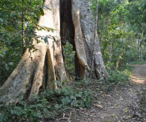 ต้นสมพง พืชวงศ์สมพง DATISCACEAE พืชวงศ์นี้มีลำต้นสูง เนื้อไม้อ่อน