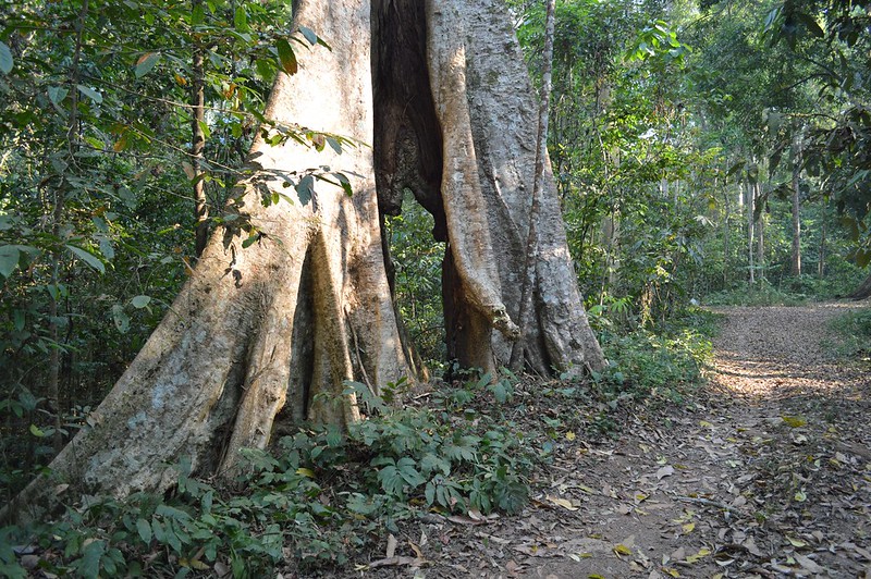 วงศ์สมพง DATISCACEAE ต้นสมพง