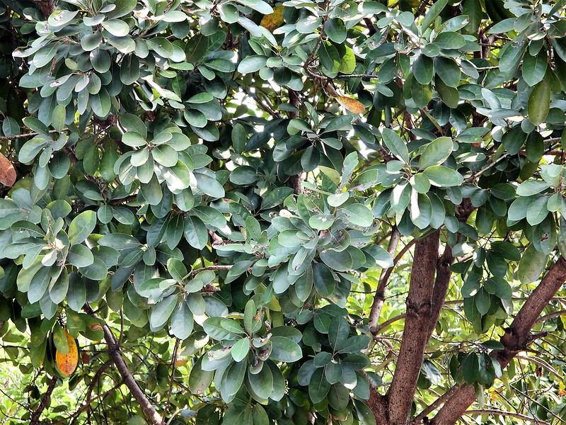 วงศ์อบเชย LAURACEAE ต้นหมีเหม็น