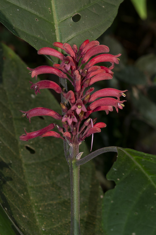 วงศ์เหงือกปลาหมอ ACANTHACEAE ลักษณะวงศ์ ต้นห้อมช้าง