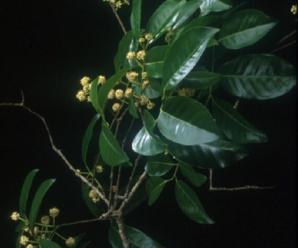 ลักษณะวงศ์  AQUIFOLIACEAE วงศ์เน่าใจ พืชที่พบในป่าดิบเขา