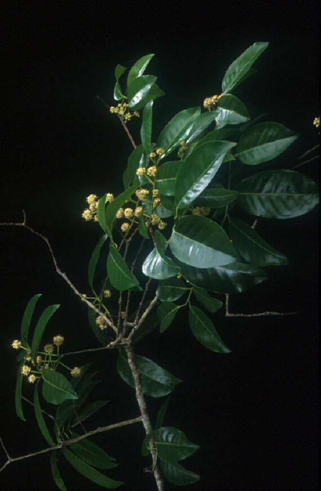 พืชวงศ์เน่าใน AQUIFOLIACEAE ลักษณะวงศ์ ต้นเน่าใน