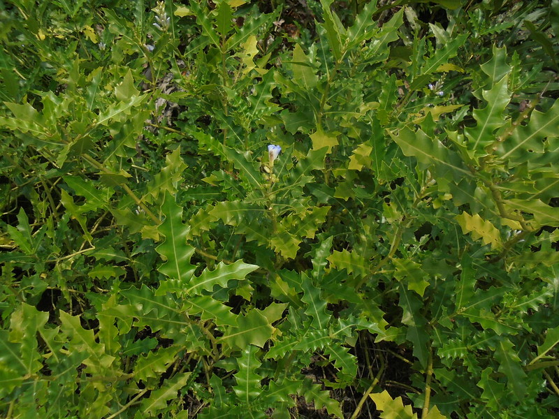 ACANTHACEAE วงศ์เหงือกปลาหมอ ต้นเหงือกปลาหมอ