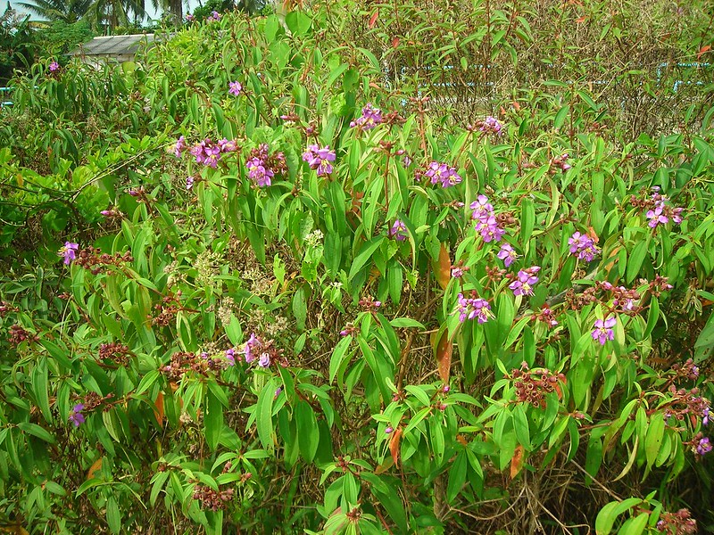 MELASTOMATACEAE วงศ์โคลงเคลง ต้นโคลงเคลง