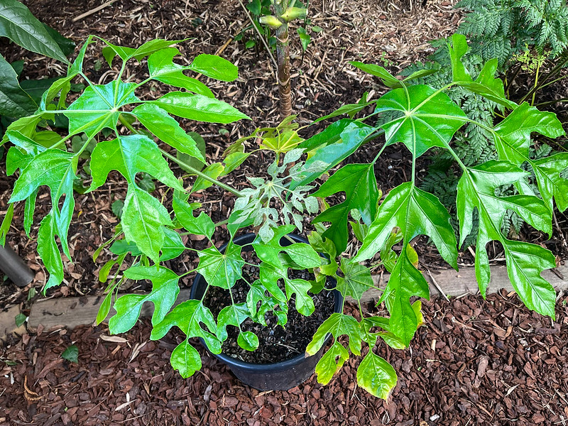 ARALIACEAE วงเล็บครุฑ ลักษณะวงศ์ ต้างหลวง