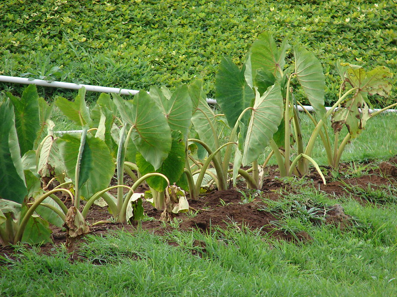 วงศ์บอน ARACEAE บอน