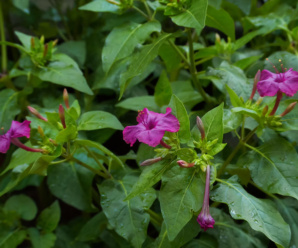 วงศ์และสกุลบานเย็น NYCTAGINACEAE ส่วนใหญ่พบเป็นไม้ประดับ