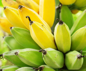 วงศ์กล้วยและสกุลของกล้วย MUSACEAE