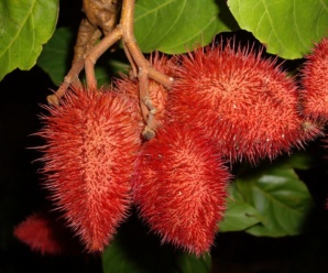 วงศ์ของพืช BIXACEAE วงศ์คำแสด ผลเป็นแบบผลแห้งแตกมีหนาม