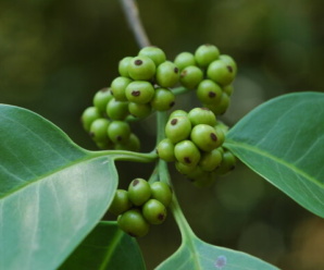 ต้นเน่าใน ชื่อวิทยาศาสตร์ Ilex umbellulata Loes เป็นพืชหายาก