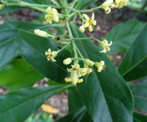 วงศ์สุมต้น PITTOSPORACEAE เป็นพืชมีกลิ่นหอม