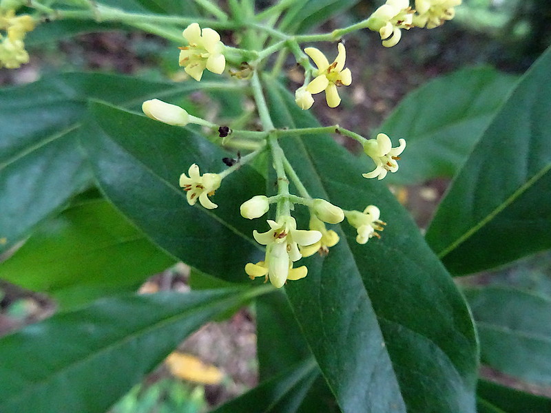 วงศ์สุมต้น PITTOSPORACEAE วงศ์ของพืช ผักไผ่ต้น