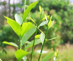 OPILIACEAE วงศ์ผักหวาน เป็นไม้พุ่ม ไม้ต้นหรือไม้เลื้อย ไม่มีหูใบ