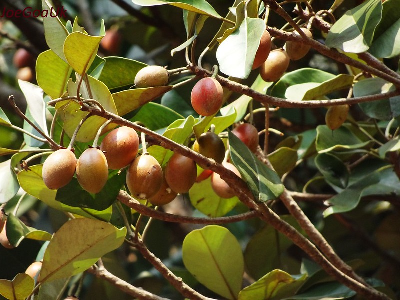 ละมุดสีดา