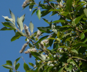 วงศ์สนุ่น SALICACEAE และสกุลของสนุ่น