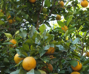 วงศ์ส้ม RUTACEAE เป็นไม้พุ่มหรือไม้ต้น มีกลิ่นหอม