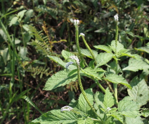 วงศ์หญ้างวงช้างและสกุลของหญ้างวงช้าง BORAGINACEAE