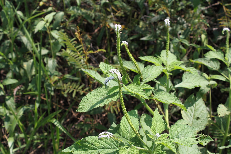 พืชวงศ์หญ้างวงช้าง BORAGINACEAE หญ้างวงช้าง