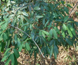 วงศ์อบเชย LAURACEAE พืชสกุลอบเชย ไม้มีกลิ่นหอม