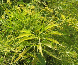 วงเล็บครุฑ ARALIACEAE เป็นวงศ์ของพืชมีดอก