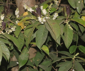 ลักษณะวงศ์ SYMPLOCACEAE ไม้พุ่มหรือไม้ต้นขนาดใหญ่ เป็นไม้เนื้อแข็ง
