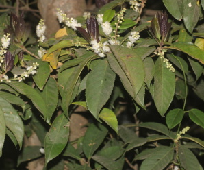 วงศ์เหมือด SYMPLOCACEAE  ไม้พุ่มหรือไม้ต้นขนาดใหญ่ เป็นไม้เนื้อแข็ง