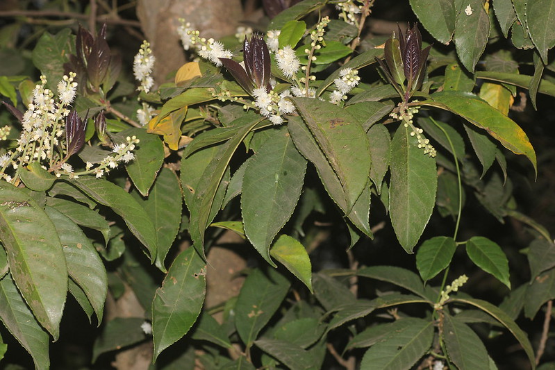 วงศ์เหมือด SYMPLOCACEAE เหมือดหอม
