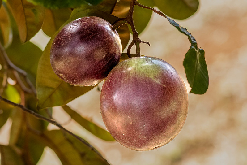 วงศ์ละมุด SAPOTACEAE แอปเปิ้ลสตาร์