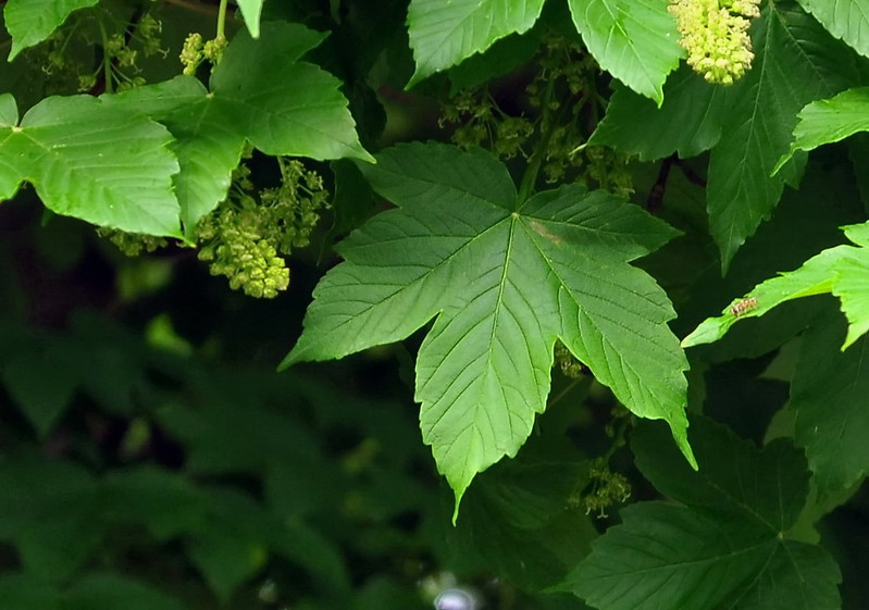 พืชวงศ์ก่วม ACERACEAE ใบก่วม