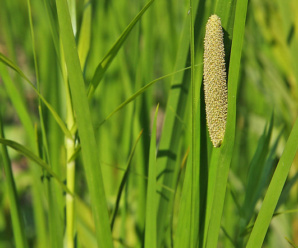 ACORACEAE วงศ์ของพืช วงศ์ว่านน้ำ ไม้ล้มลุก เหง้ามีต่อมน้ำมันหอมระเหย