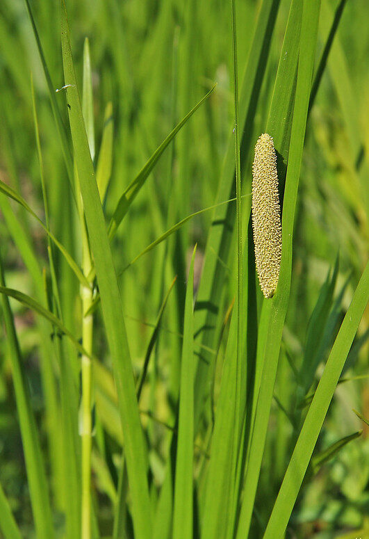 วงศ์ ACORACEAE ว่านน้ำ