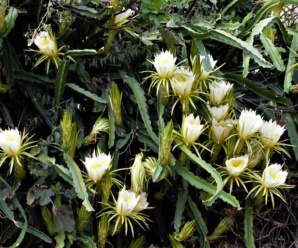 วงศ์ของพืช กระบองเพชรวงศ์ CACTACEAE ไม้ล้มลุกอวบน้ำ อายุหลายปี