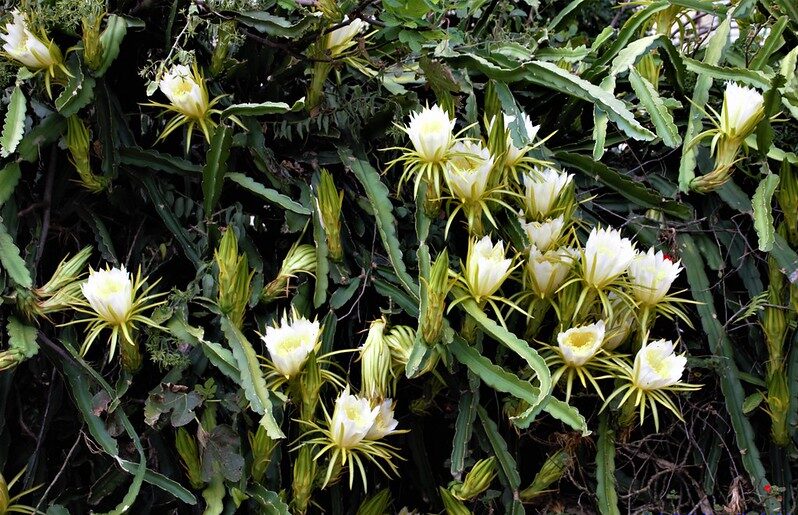 วงศ์กระบองเพชร CACTACEAE โบวตั๋น
