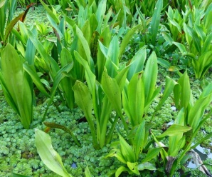 วงศ์กง HANGUANACEAE พืชแบบที่ลอยอยู่ในน้ำและอยู่บนพื้นดิน