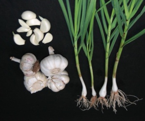 วงศ์หอม ALLIACEAE ลำต้นใต้ดินเป็นหัวแบบหัวหอมและมีกลิ่นฉุน