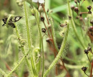 DROSERACEAE หญ้าน้ำค้าง วงศ์หญ้าน้ำค้าง เป็นพืชกินแมลง