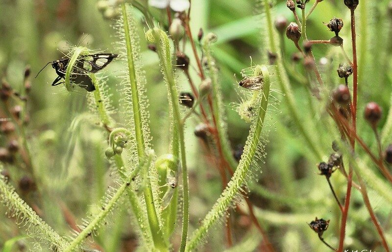 วงศ์หญ้าน้ำค้าง DROSERACEAE หญ้าน้ำค้าง