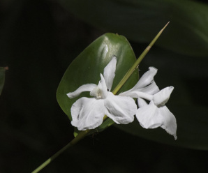 วงศ์ของพืช MARANTACEAE นิยมปลูกเลี้ยงเป็นไม้ประดับ