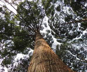 วงศ์ไม้ยาง DIPTEROCARPACEAE ไม้ต้นที่มีลำต้นและเรือนยอด ขนาดใหญ่สูงเด่น
