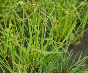 วงศ์พืช CYPERACEAE วงศ์กก พืชวงศ์นี้จัดเป็นวัชพืช