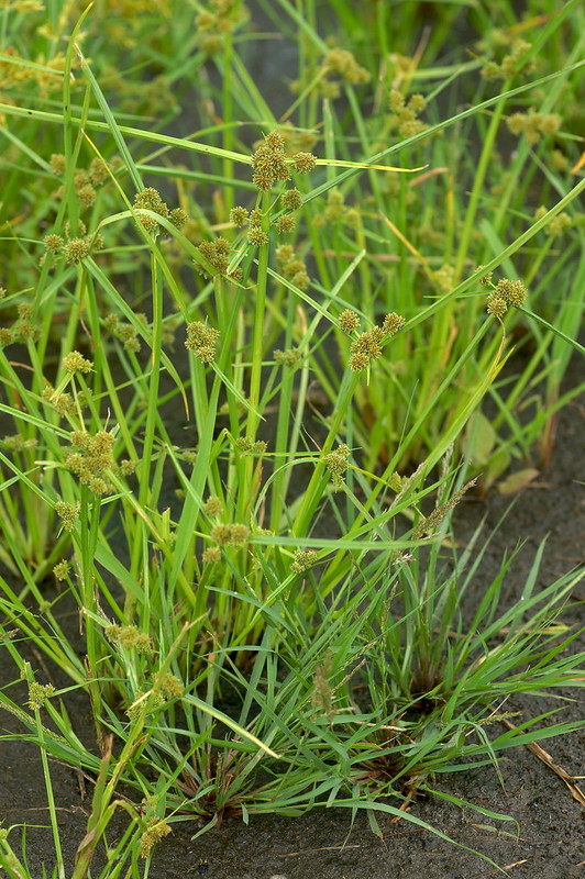 วงศ์กก CYPERACEAE กก