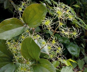 วงศ์ของพืช วงศ์พวงแก้วกุดั่นและสกุลพวงแก้วกุดั่น RANUNCULACEAE