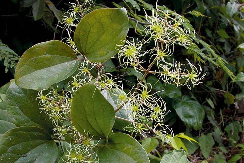 วงศ์พวงแก้วกุดั่น RANUNCULACEAE กวางดูถูก