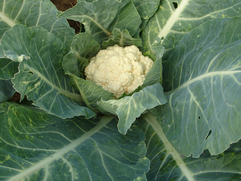 วงศ์ผักกาด CRUCIFERAE กะหล่ำดอก