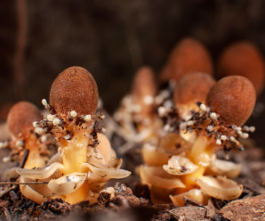 ขนุนดิน วงศ์ของพืช BALANOPHORACEAE เป็นพืชเบียน ไม่มีระบบรากใบ