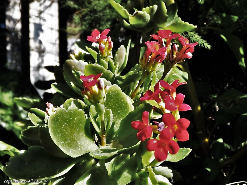 วงศ์กุหลาบหิน CRASSULACEAE กุหลาบหิน