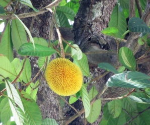 วงศ์ขนุน MORACEAE ไม้พุ่มหรือไม้เถามียางสีขาวขุ่น คล้ายน้ำนม